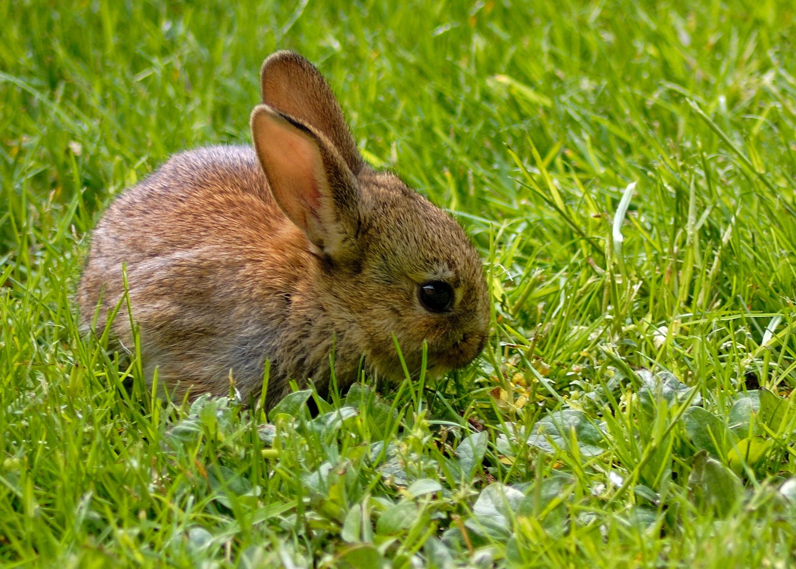 Ne ajándékozzunk élő állatot húsvétra! – kéri a HEROSZ Állatotthon