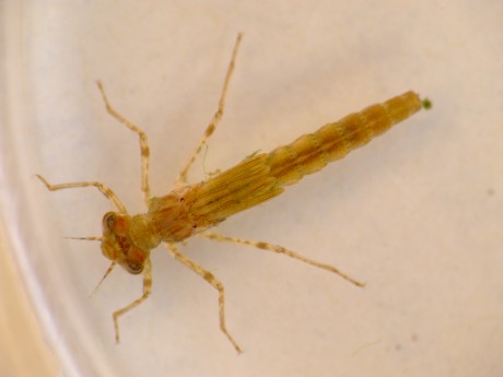 Fotópályázat fiataloknak - alkotásra hív az Agrárminisztérium