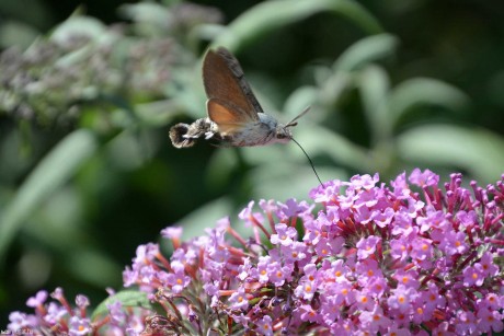 Olyan mit a kolibri - a kacskafarkú szender az év rovara