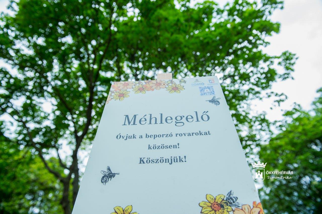 Természetközeli gyepgazdálkodás - Fehérváron is több helyen alakítanak ki méhlegelőket