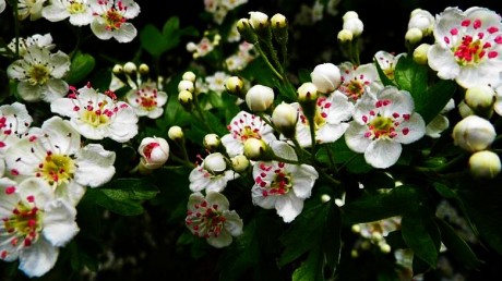 Pünkösdi virágözön - gyógynövénytúra indul Bakonykútiba