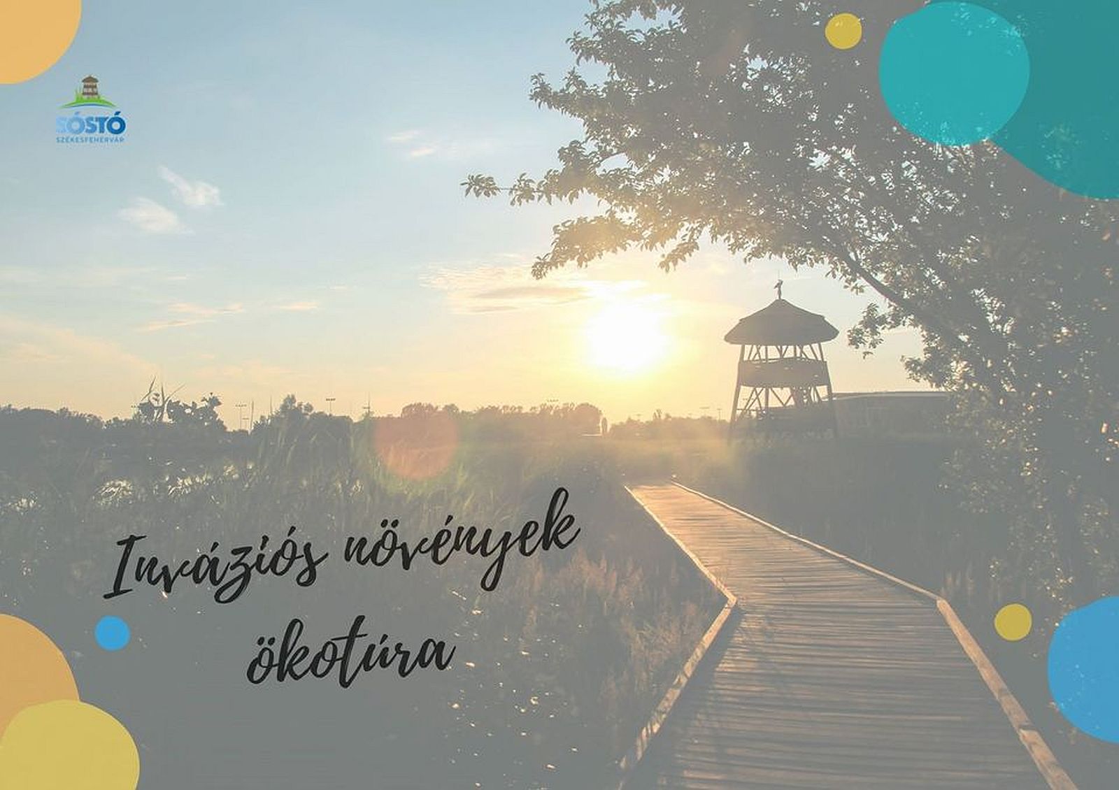Az inváziós növényekkel ismerkedhetünk a szombati ökotúrán a Sóstón