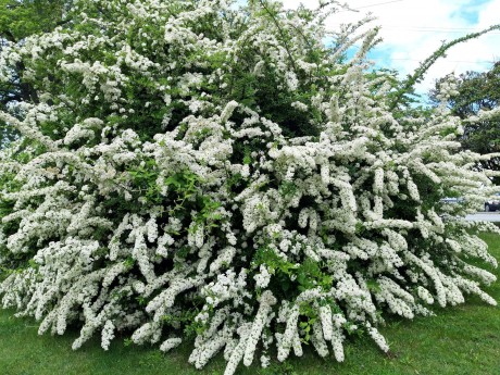 Virág világ a Köfém Művelődési Központtal