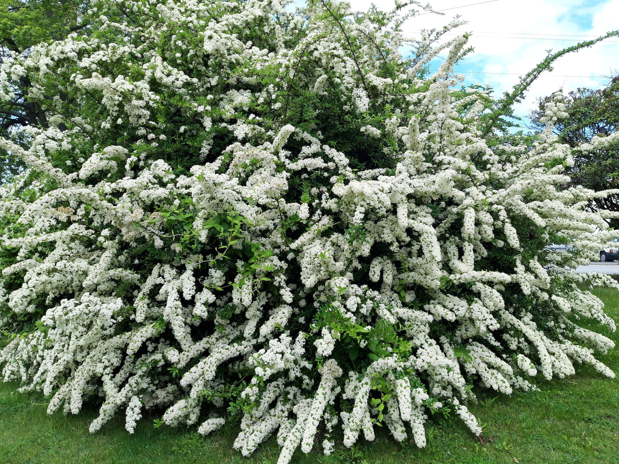 Virág világ a Köfém Művelődési Központtal