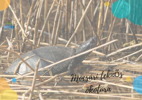 Szombaton mocsári teknős ökotúra lesz a Sóstó Természetvédelmi Területen