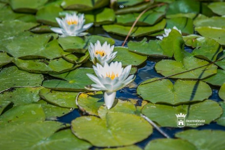 Kinyíltak a tavirózsák a Sóstó Természetvédelmi Területen