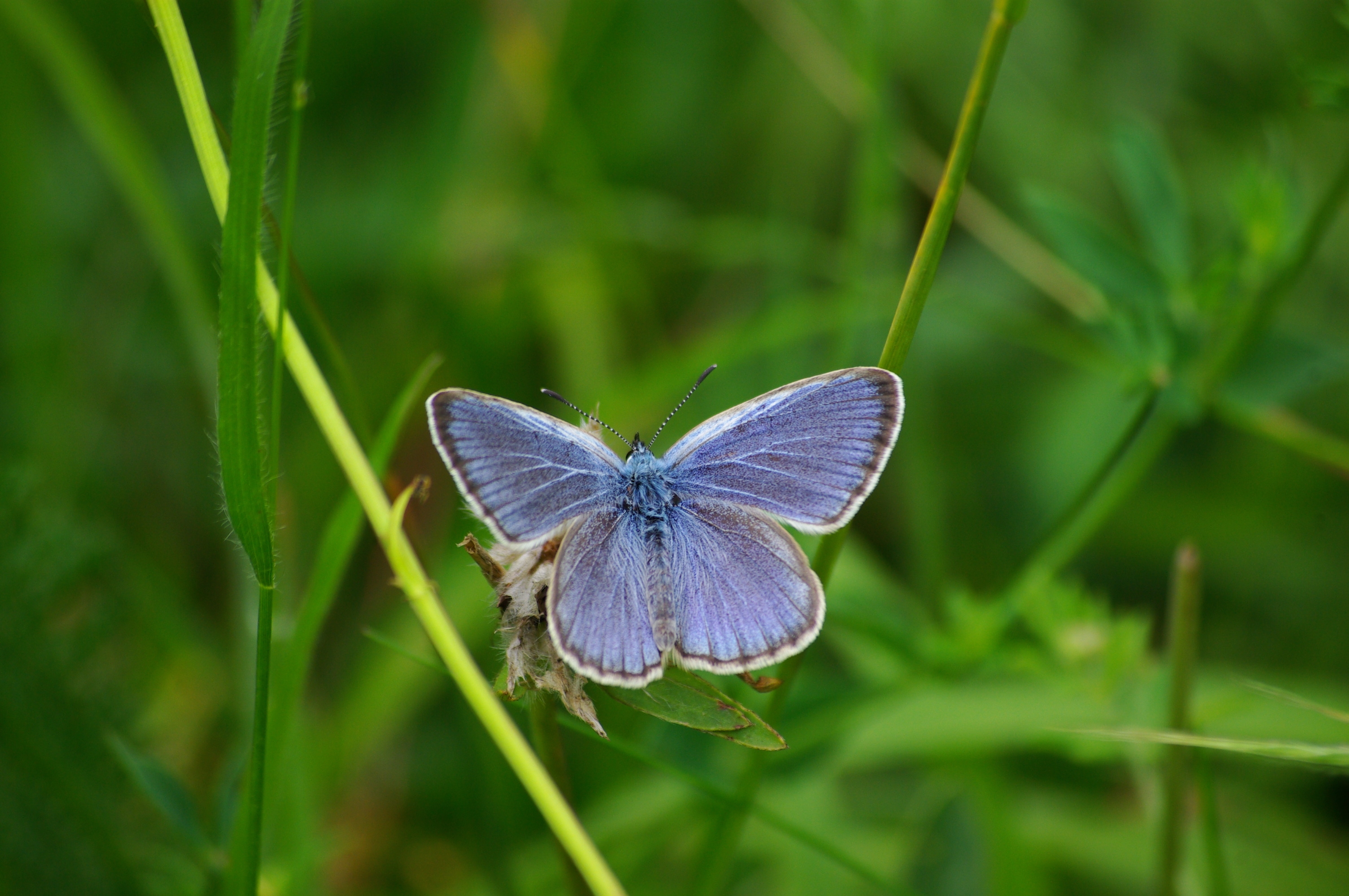 Boglárka nap a természetben! - sétát szerveznek vasárnap