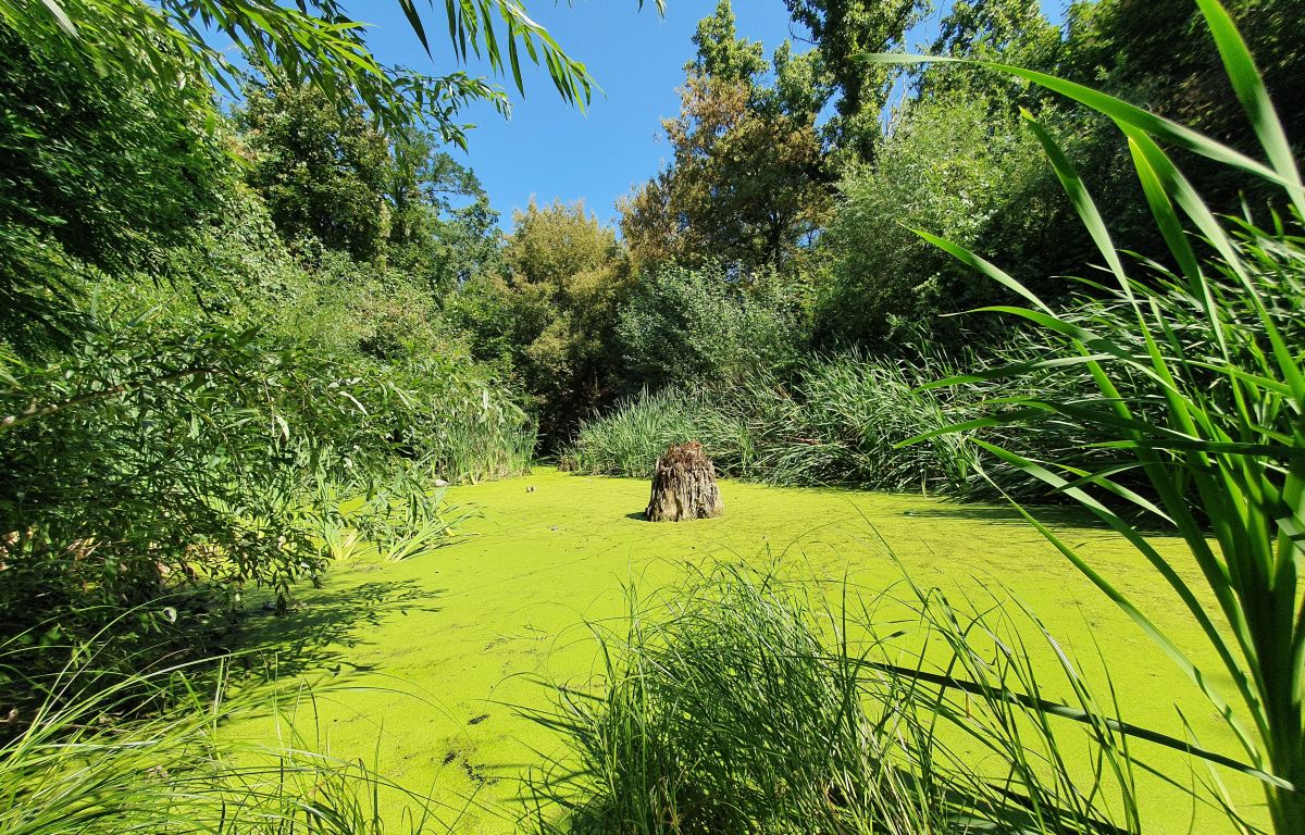 A Ráchegy és a Rácbánya természeti értékeit kutatja két hétvégi ismeretterjesztő séta