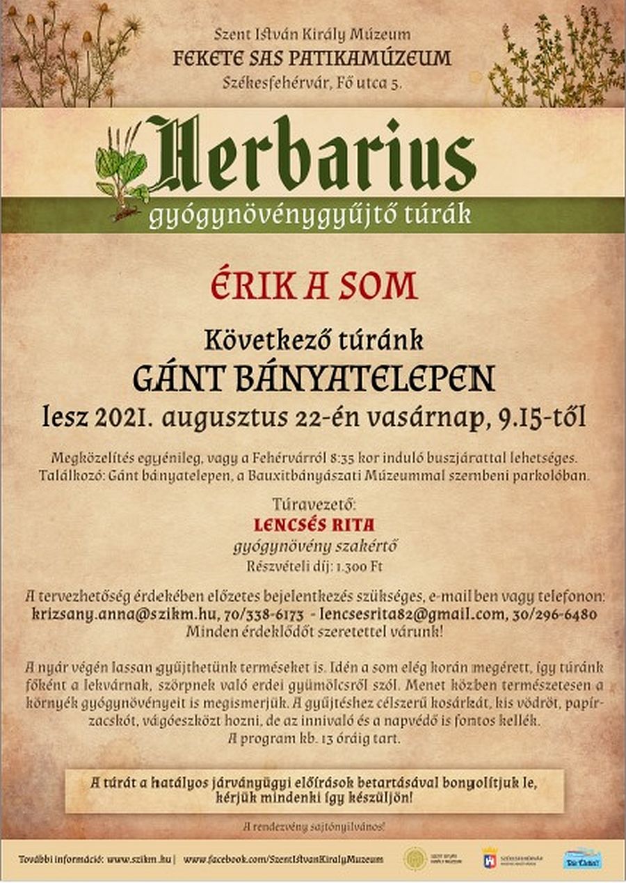 Érik a som - Gánton gyűjthetnek belőle vasárnap a Herbarius túra résztvevői