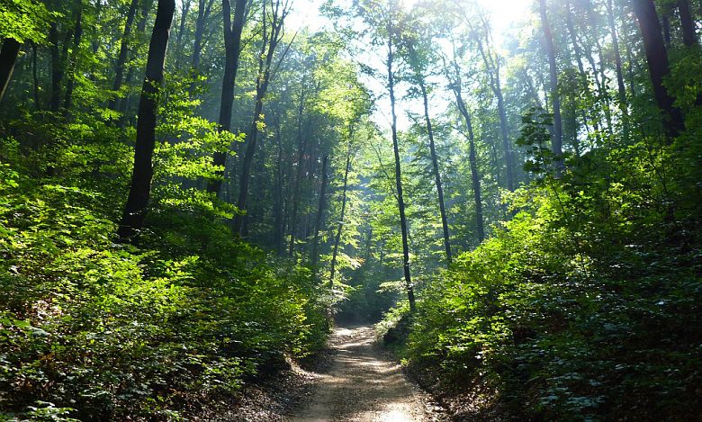 Erdőlátogatási tilalom szeptember 30-ig a sárszentágotai erdőterületen