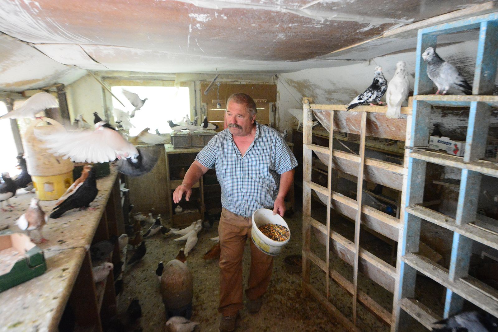 Magyar Ezüst Érdemkereszt a székesfehérvári bukó megismertetéséért