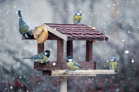 Elkezdhető a madarak téli etetése - aki elkezdi, tavaszig ne hagyja abba