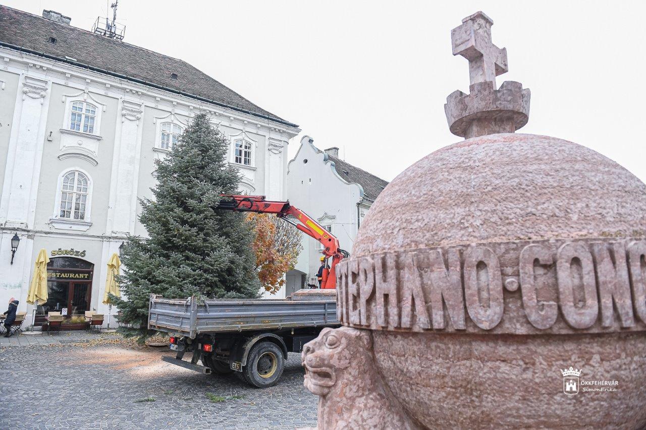 Megérkezett a város karácsonyfája a Városház térre