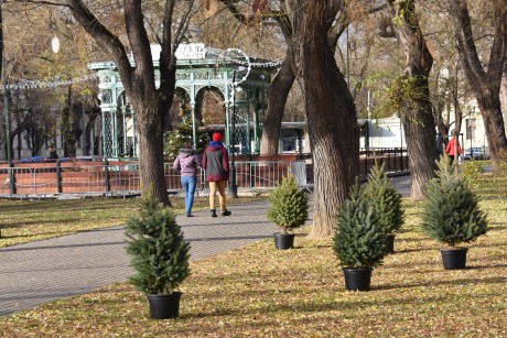 Díszítsük fel közösen a fenyőfákat a Zichy ligetben!