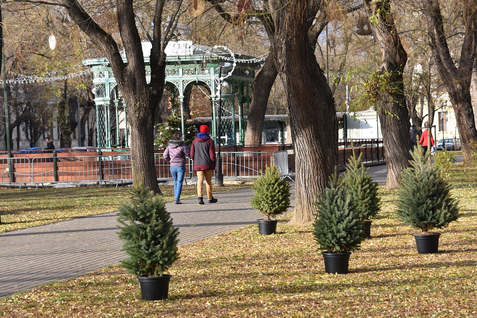 Díszítsük fel közösen a fenyőfákat a Zichy ligetben!