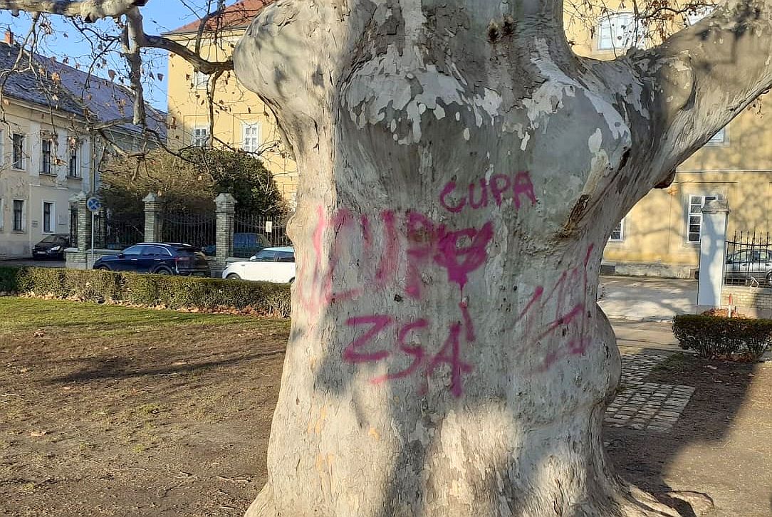 Nem lehet letakarítani a festéket a város legöregebb platánjának törzséről