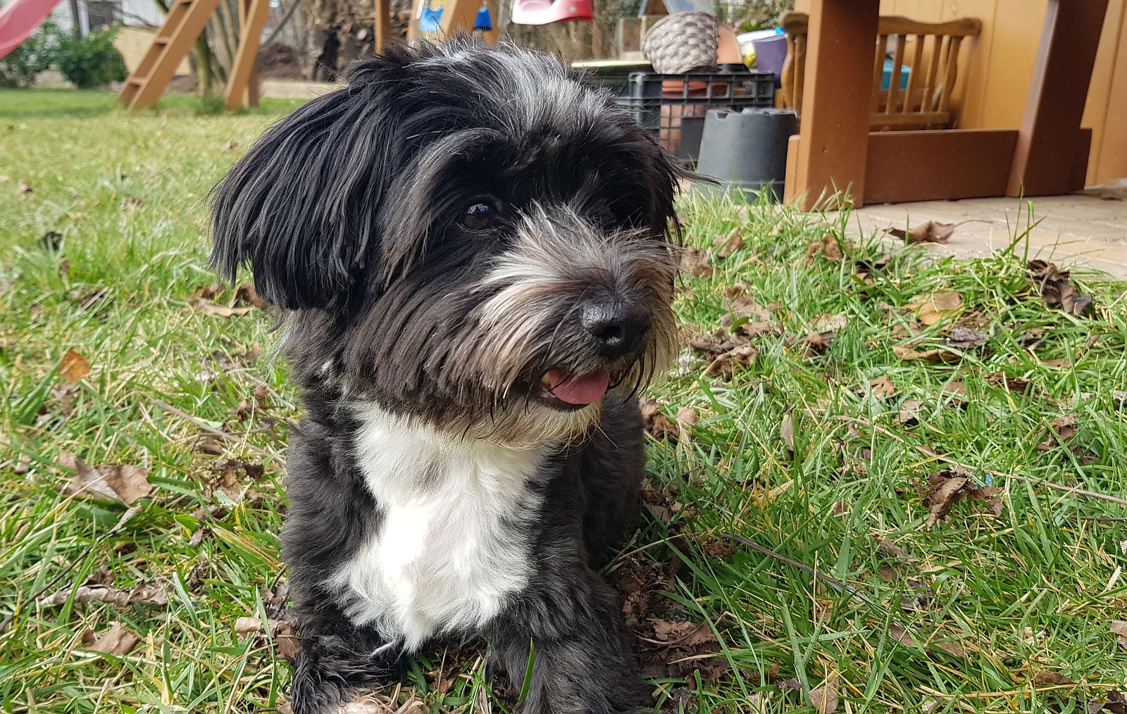 A tűzijáték és a petárdázás veszélyeire figyelmeztetnek a fehérvári állatvédők