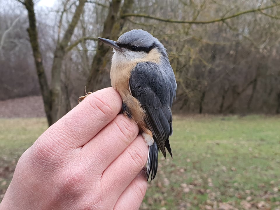 Kék cinege, széncinege, csuszka, meggyvágó – év végi madárgyűrűzés volt Sóstón