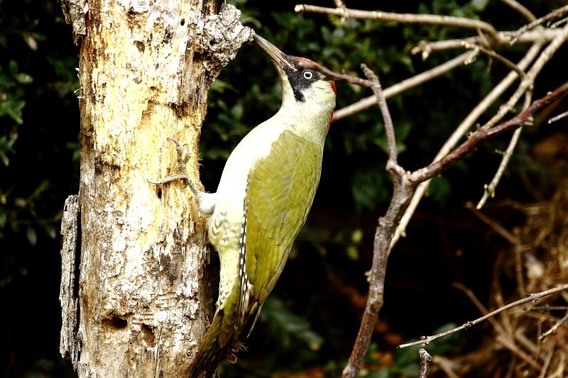 A zöld küllőt választották a 2022 év madarának