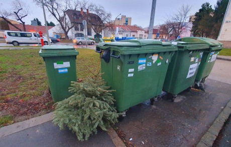 Elviszi a szolgáltató a kukák mellé kihelyezett fenyőfákat Székesfehérváron