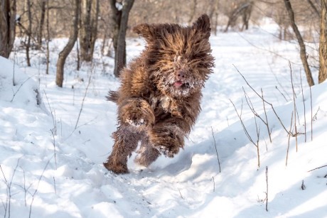 Kutyás szívvel, egészséges lélekkel - a kutyatartás lélekre gyakorolt pozitív hatásai