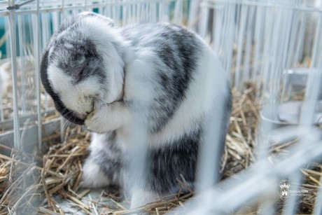 Vasárnap délutánig tart a kisállat-kiállítás a Volán Sportcsarnokban