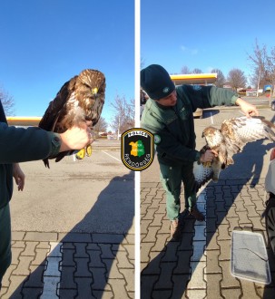 Védett madarat mentettek a Fejér megyei rendőrök 