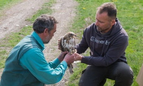 Találkozás a vadmadarakkal – támogatói program ma este a Vadmadárkórházzal