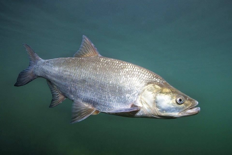Ezekre a halakra érvényes tavasszal a horgászati tilalom