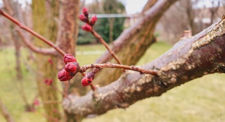 Márciusi feladatok a kertben – Németh László kertészmérnök tanácsai