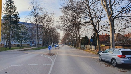 Hétfőtől kezdődik a Királysori platánok gallyazása