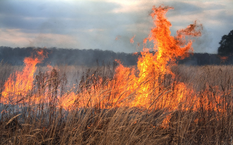 Ég a nádas Székesfehérvárnál - a tűzoltók megfékezték a lángokat
