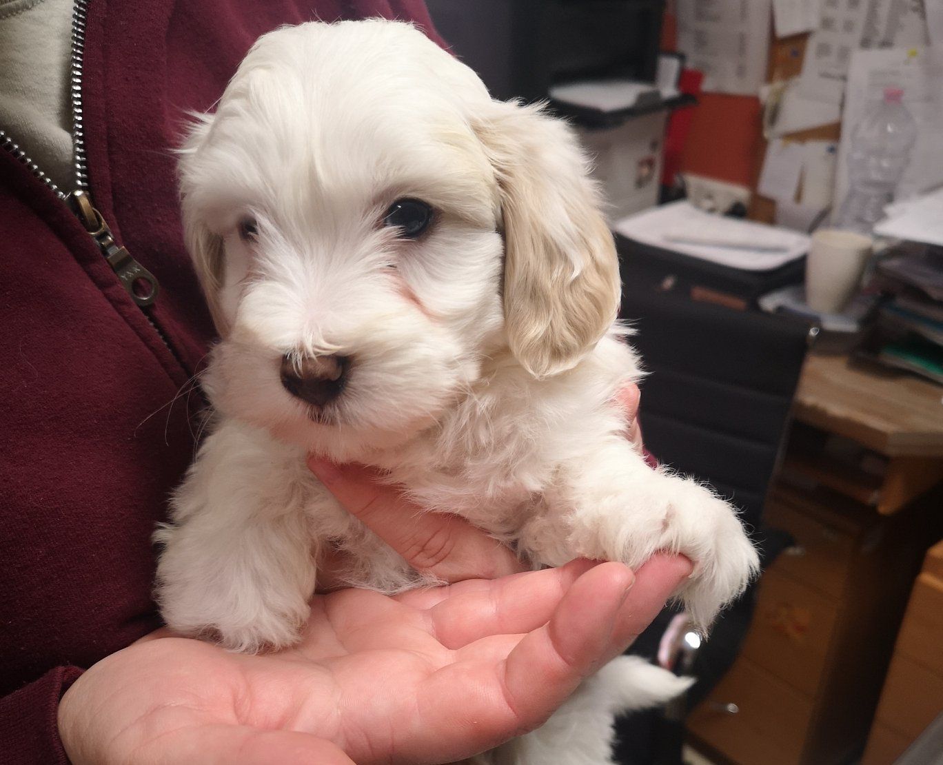 Kölyökkutyákat mentettek a pénzügyőrök Fehérvár mellett az M7-esen