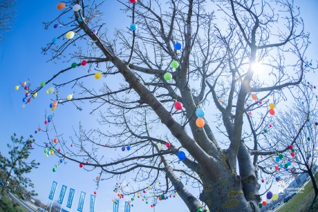 Maroshegyi tojásfák – bárki tovább díszítheti saját húsvéti hímes tojásával a kijelölt fákat