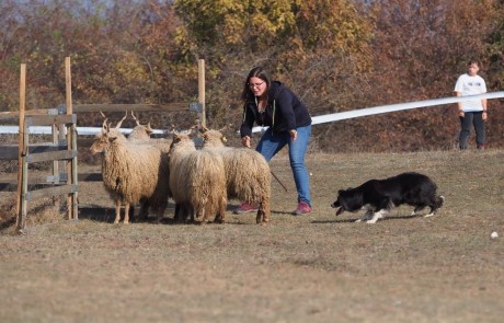 Európa legnagyobb terelőversenyét rendezik a Nyúl dűlőben
