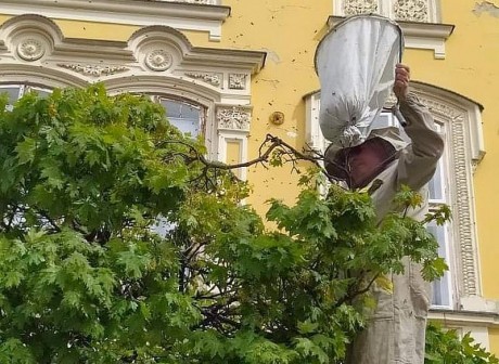 Méhrajt mentettek hétfőn Székesfehérvár Belvárosában