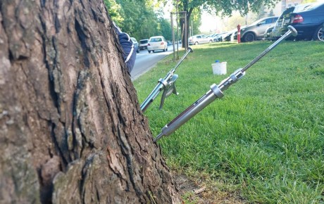 Aknázómoly ellen is kezelik városszerte Fehérvár vadgesztenye fáit