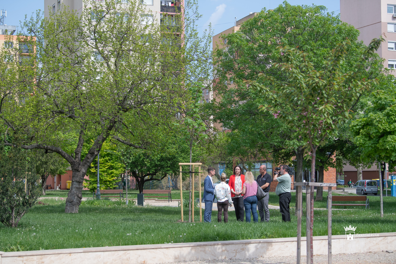 Születés fái a Jávor Ottó téren – hársfákkal gazdagodott a különleges park