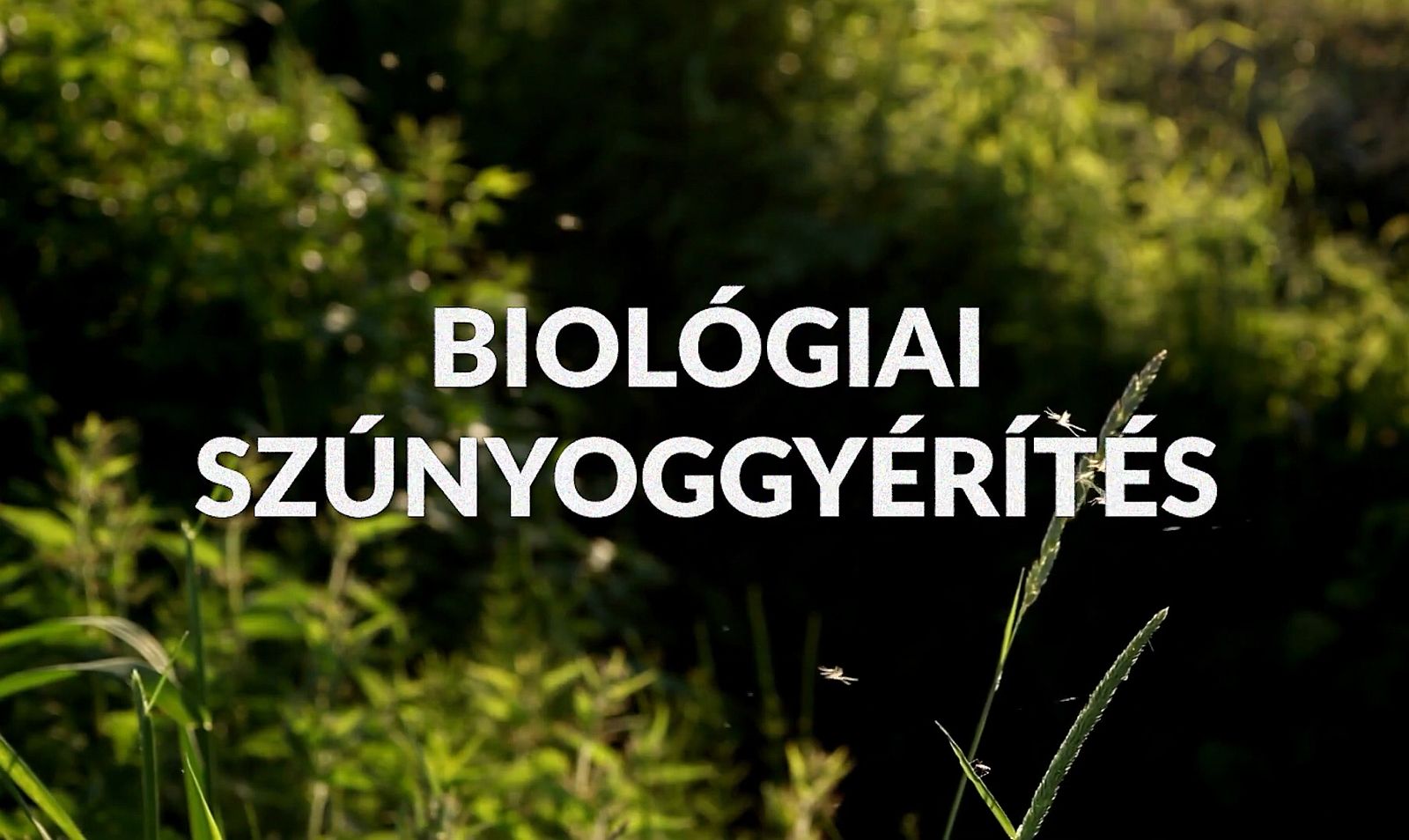 Komplex szúnyoggyérítés a fehérváriak bevonásával, az ökoszisztéma védelmében