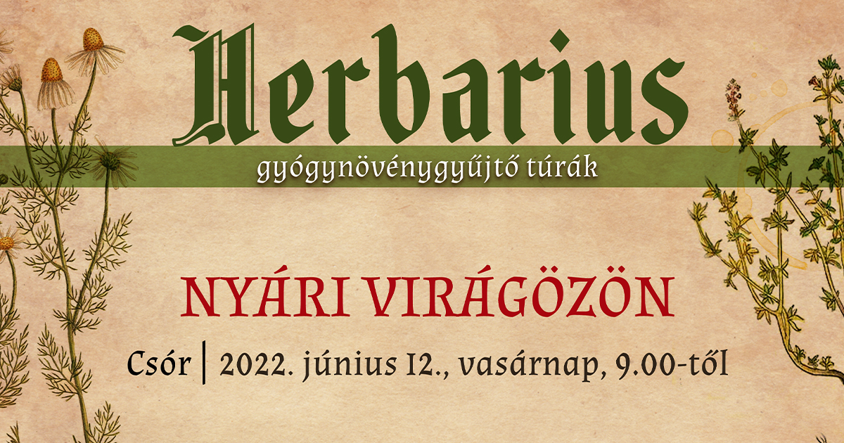 Cickafark és kakukkfű: folytatódik a Herbarius gyógynövény-túra