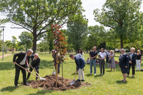 Elültették a Véradók fáját Székesfehérváron, a Halesz ligetben