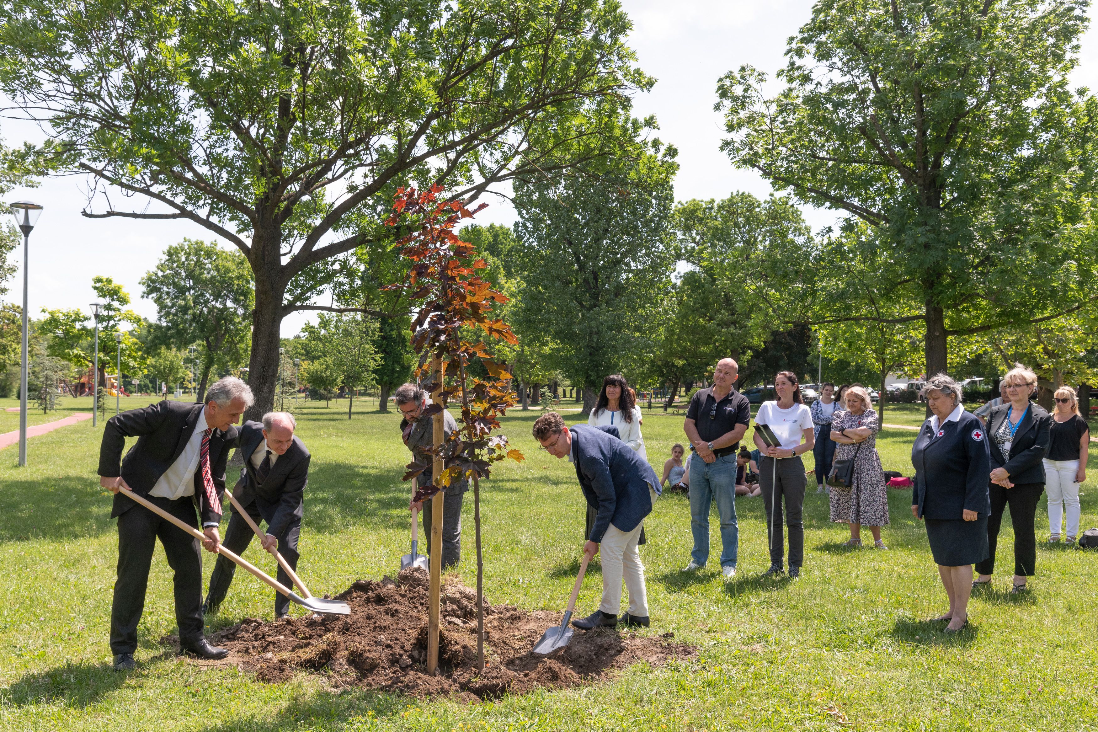 Elültették a Véradók fáját Székesfehérváron, a Halesz ligetben