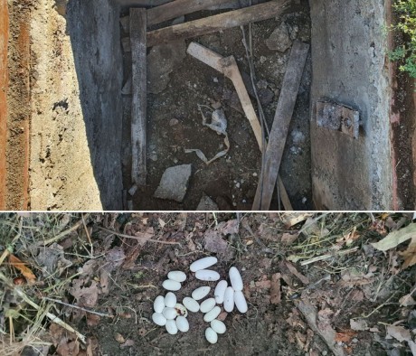 Vízisikló tojásokat mentettek a Sóstó Vadvédelmi Központ szakemberei