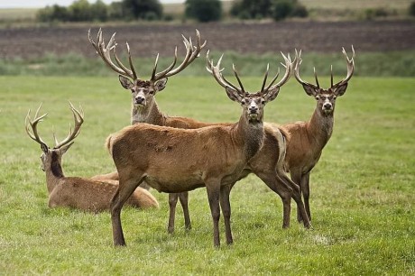 Hét különleges állat, amely bárkinek szerencsét hozhat
