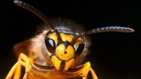 Nem csak a kutya harap – levélszekrényekből támadnak a postásokra a darazsak