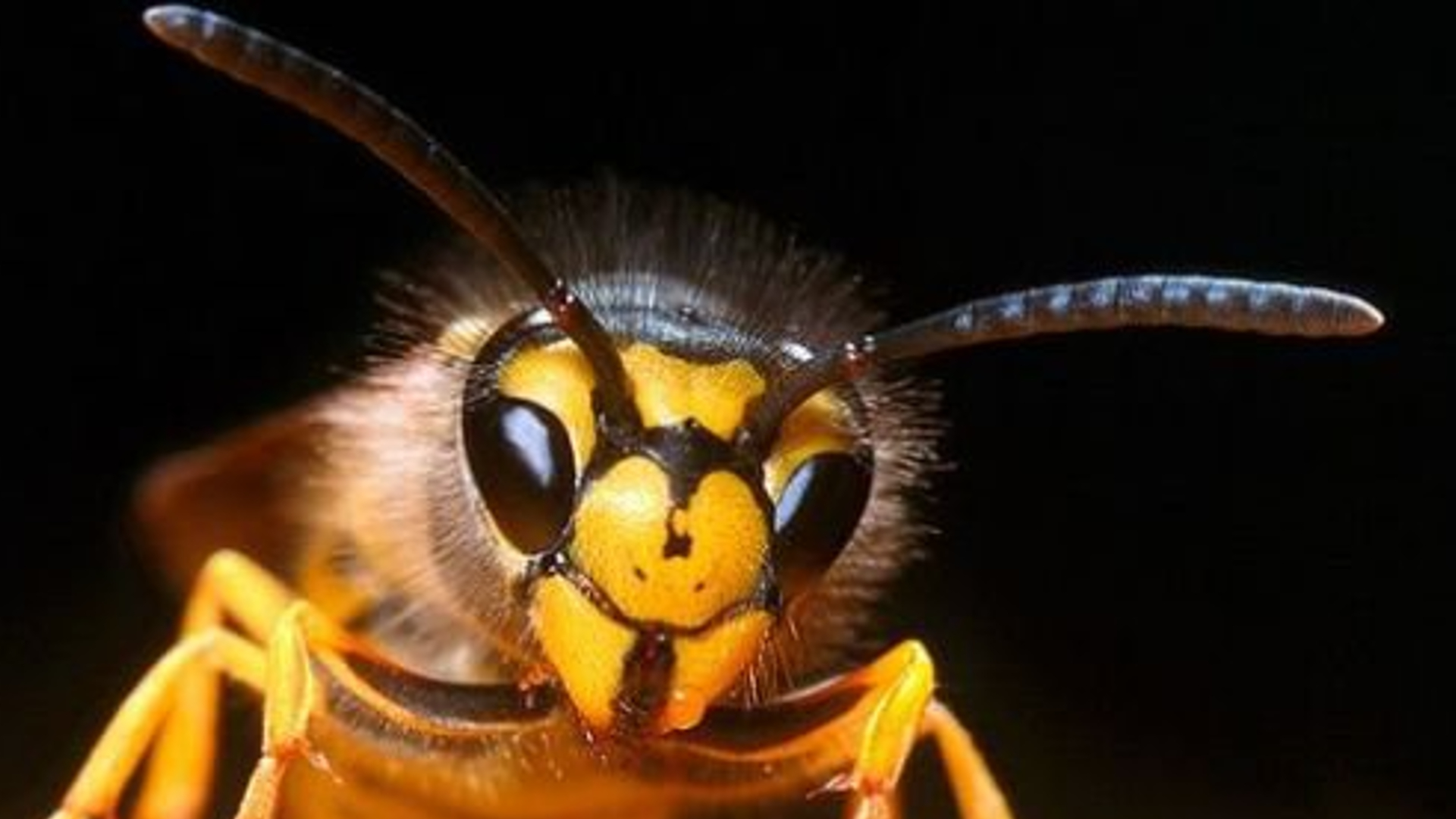 Nem csak a kutya harap – levélszekrényekből támadnak a postásokra a darazsak