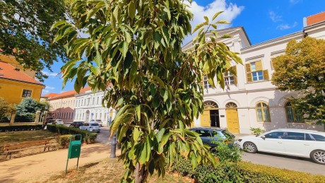 Minden vödör víz segít - a város fái is megsínylik az aszályt