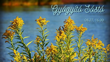 Gyógyító Sóstó - ökotúra szombaton a gyógynövények nyomában