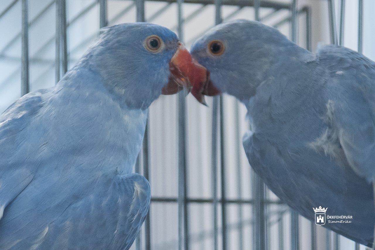 Egzotikus pintyektől a színpompás papagájokig – díszmadár kiállítás a VOKE-ban
