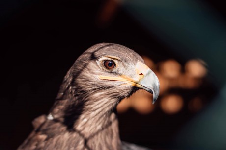 Változott a sukorói Vadmadárkórház nyitvatartása és a madarak átvétele